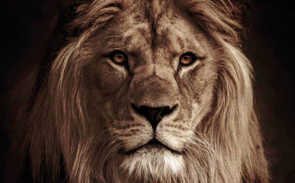 Lion-King-Earlscliffe
